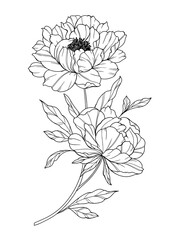 Peony Line Art. Trendy floral peony bouquets and flowers. Botanical Line Drawing Peony Collection. Hand drawn line art peony flowers. Luxury Line Floral Art. Peony Outline