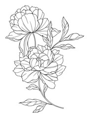 Peony Line Art. Trendy floral peony bouquets and flowers. Botanical Line Drawing Peony Collection. Hand drawn line art peony flowers. Luxury Line Floral Art. Peony Outline