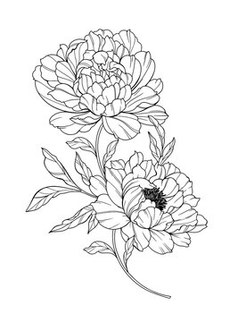 Peony Line Art. Trendy floral peony bouquets and flowers. Botanical Line Drawing Peony Collection. Hand drawn line art peony flowers. Luxury Line Floral Art. Peony Outline