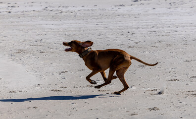 Joyful Hungarian Vizsla Running on Beach