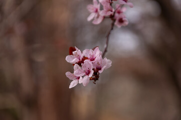 Fototapeta premium Pink blossoms in full bloom on fruit tree in the spring garden