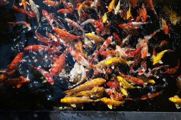 A group of koi and fancy carp fish swimming gracefully in a tranquil pond, their colorful bodies...