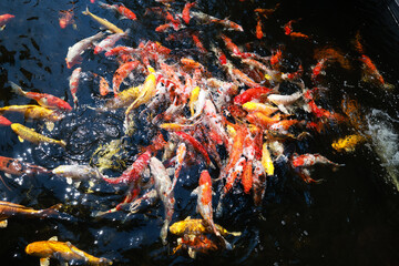 A group of koi and fancy carp fish swimming gracefully in a tranquil pond, their colorful bodies...