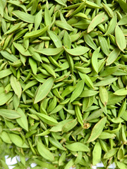 Fototapeta premium Premium green tea leaves, fresh and dry, perfect for brewing a soothing cup of healthboosting tea.