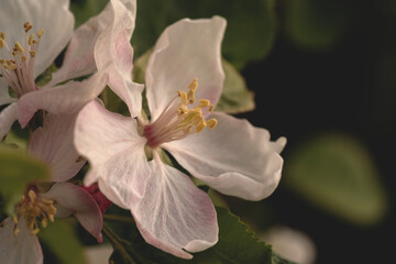 Macro photo of delicate apple blossom flower with soft pink and white petals, capture in natural light. Shallow depth of field and bokeh background.