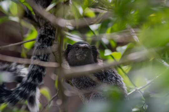 Common marmoset looking from behind a tree