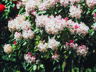 Magnificent rhododendron trees in blossom in Italian lake region 