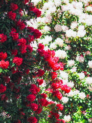 Magnificent rhododendron trees in blossom in Italian lake region 