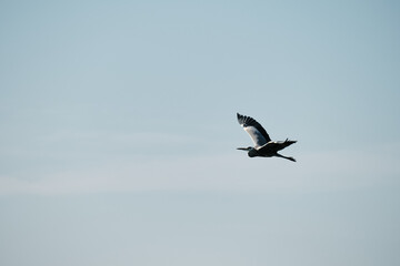 A graceful heron in flight over Skadar Lake in Montenegro, captured mid-air against a soft blue sky, symbolizing freedom and untouched nature.