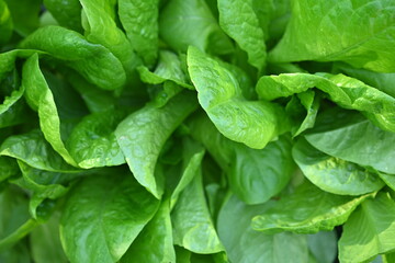 Green lettuce leaves in the background, picture of green lettuce leaves growing in a vegetable garden, organic lettuce leaves	
