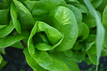 Green lettuce leaves in the background, picture of green lettuce leaves growing in a vegetable garden, organic lettuce leaves	
