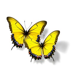 Fototapeta premium Two Yellow Butterflies Isolated White Background