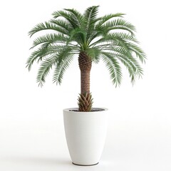 Obraz premium palm tree in a pot