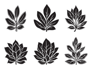 Delicate Crassula Leaf Drawing in Simple Line Art Form