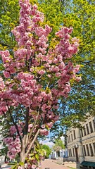 Obraz premium Blooming sakura tree with vibrant pink blossoms on a city street lined with classical buildings. The image captures harmony between urban life and the fleeting beauty of spring