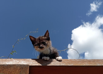 Scared kitten at height against blue sky