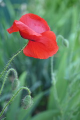Red poppy flower in natural sunlight. Delicate wild blossom on a green blurred background &mdash; symbol of remembrance, peace, and the beauty of nature.