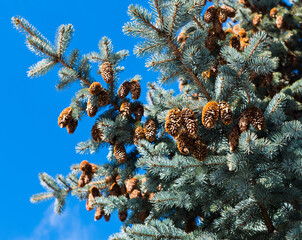 Many cones on the branches of spruce, blue sky background, sunny day