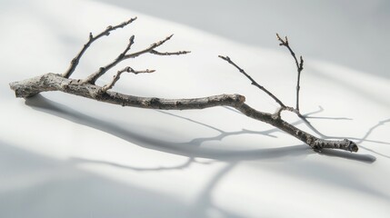 Single branch against white background