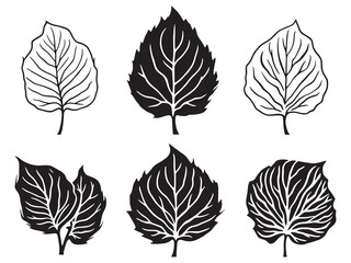 Fototapeta premium Detailed Hosta Leaf Hand Drawn Illustration for Floral Artwork