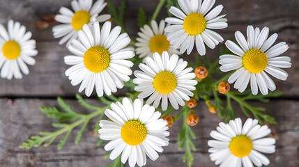 Obraz premium Fresh chamomile flowers and leaves