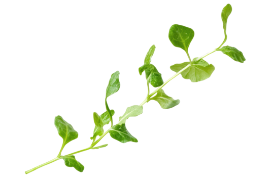 Arugula Descending Mid Air  isolated on a transparent background