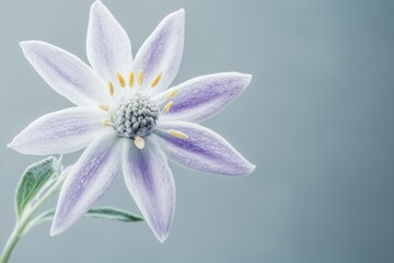 Fototapeta premium Close-up view of a delicate, light purple flower.