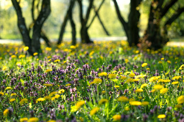 Spring landscape with flowering meadow. Yellow and purple wild flowers.