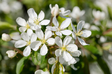 Closeup white blossoms of pear, cherry in spring.