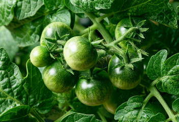 Tomatoes growing in a garden. Closeup tomato branch with green tomatoes.