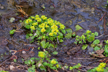 Alternate-leaved golden-saxifrage (Chrysosplenium alternifolium), medicinal plant.