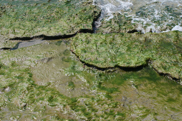 Seashore overgrown with young algae.