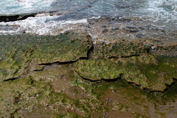 Rocky seashore overgrown with young algae.