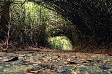 Beautiful path with a tunnel of Bambu. In  the Jardim Botanic Garden in Sao Paulo