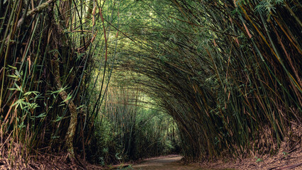 Obraz premium Beautiful path with a tunnel of Bambu. In the Jardim Botanic Garden in Sao Paulo