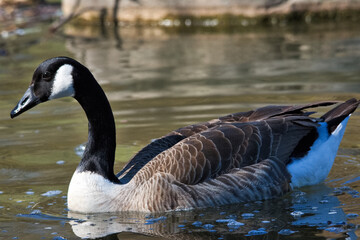 A goose in the water in the park in the city on a bright spring day.