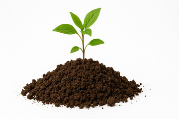 Young Green Plant Growing in Soil on White Background – Minimal Nature Concept