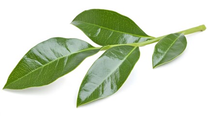 Fototapeta premium Vibrant Green Leaf Sprig Isolated on White Background