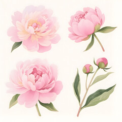 Watercolor peony flower clipart set with pink blooms, buds, and green leaves
