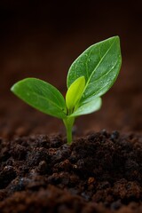 In a neutral setting, a tree is planted with a focus on a close-up of a fresh green plant