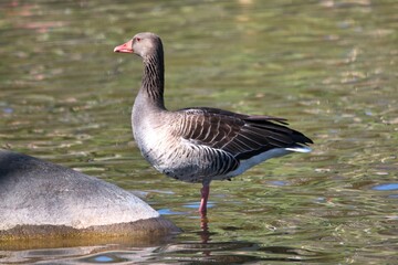 Fototapeta premium A goose stands near a rock in a city park on a bright spring day. In the background is a body of water.