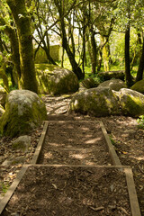 A tranquil forest trail in Sintra, Portugal, surrounded by moss-covered boulders and dappled sunlight. Nature’s textures and earthy tones invite peaceful exploration in this serene woodland path.