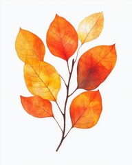 Obraz premium Watercolor painting of autumn leaves in warm orange and yellow tones against a white background creating a serene and artistic nature illustration with a delicate touch