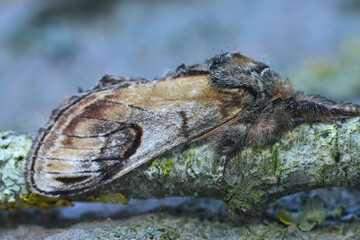 Closeup on a European Pebble Prominent moth, Notodonta ziczac