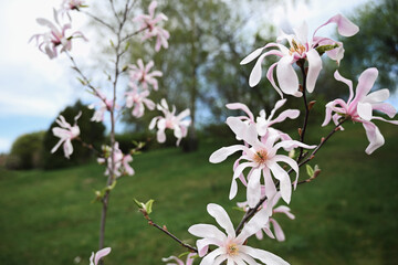 Flowering magnolia tree loebneri 'Leonard Messel' in spring. © Yuliia