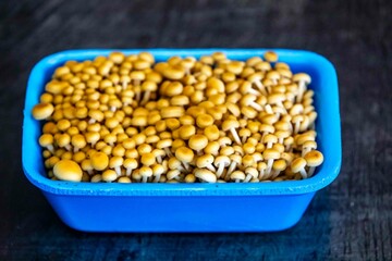 Healthy edible mushroom shimeji golden Pleurotus citrinopileatus