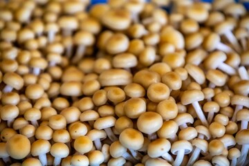 Healthy edible mushroom shimeji golden Pleurotus citrinopileatus