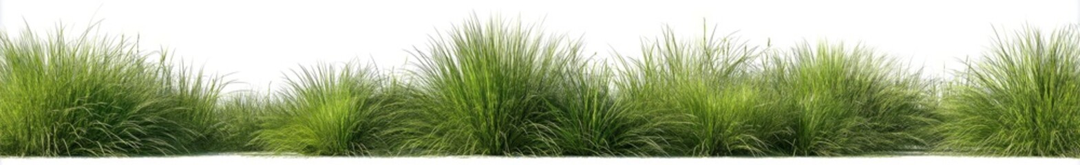 Obraz premium A green grass border is set against a transparent background, with the horizon of the lush lawn visible