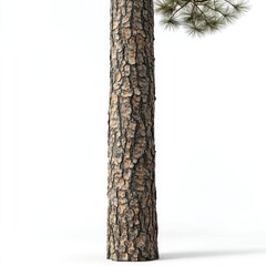 Fototapeta premium Detailed Closeup of Ponderosa Pine Tree Trunk Texture Against White Background, Natural Bark Detail and Branch