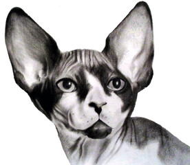 Realistic drawing of a cat, breed sphinx, pencil drawing. Vector graphics, freehand drawing of a pet